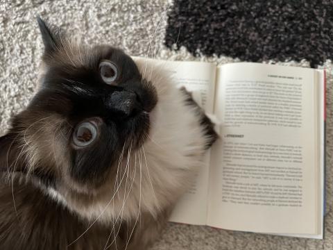 Cat reading a book